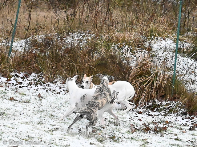 Kennel Magic Colour whippet