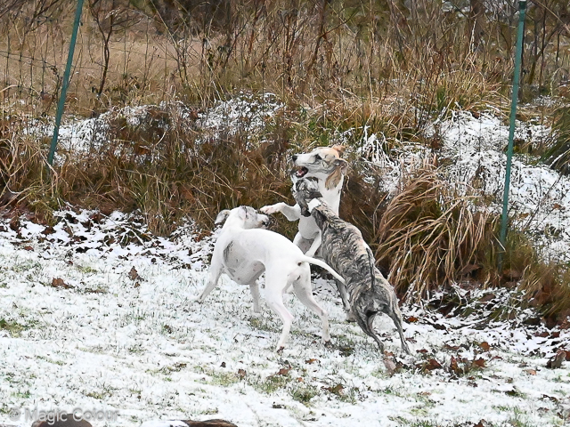 Kennel Magic Colour whippet