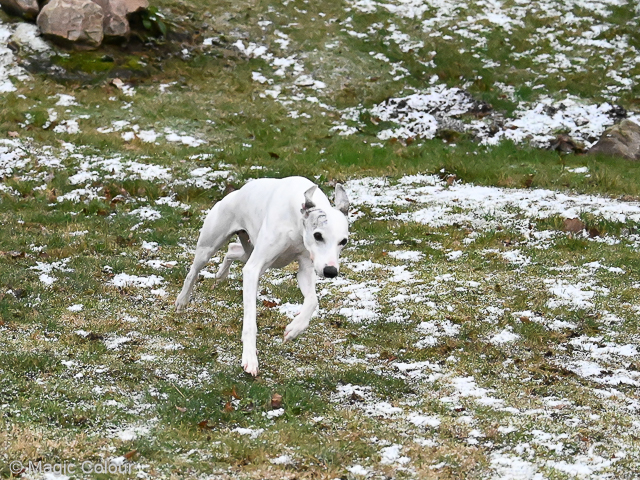 Kennel Magic Colour whippet