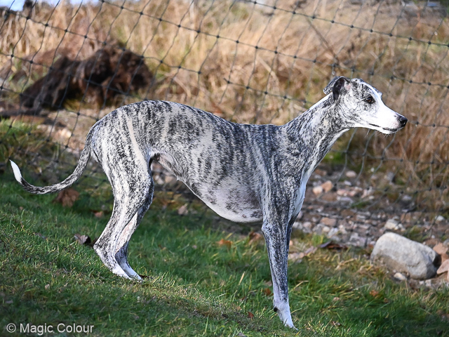 Kennel Magic Colour whippet