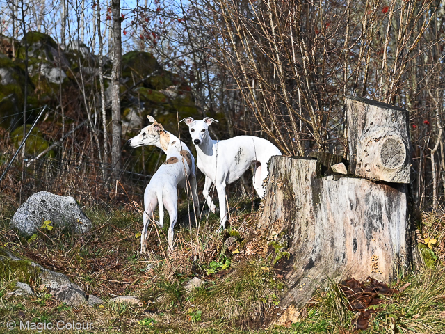 Kennel Magic Colour whippet