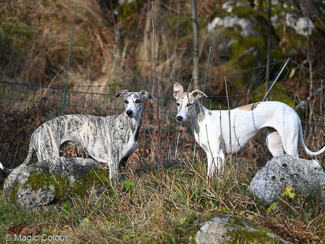 Kennel Magic Colour whippet