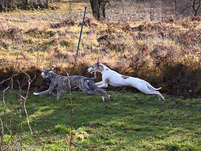 Kennel Magic Colour whippet